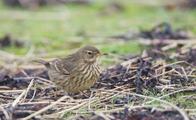 Oeverpieper/Rock Pipit