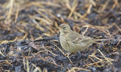 Oeverpieper/Rock Pipit
