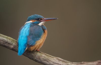 IJsvogel/Kingfisher