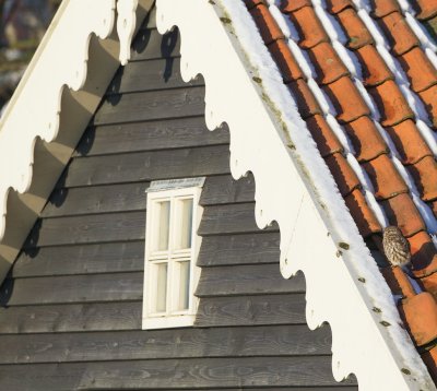 Steenuil/Little Owl