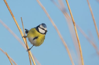 Pimpelmees/Blue Tit