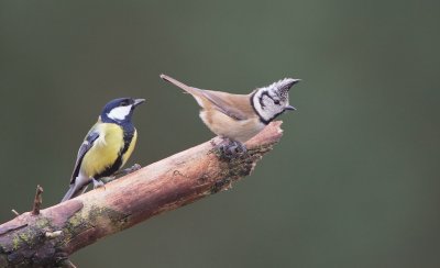 Kuifmees/Crested Tit