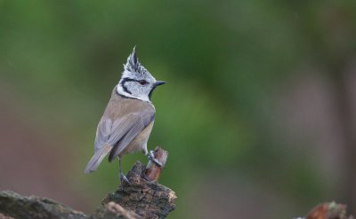 Kuifmees/Crested Tit