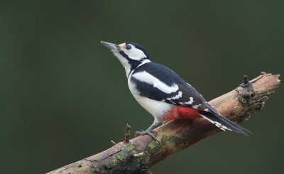 Grote Bonte Specht/Great Spotted Woodpecker