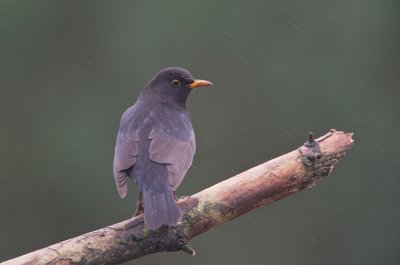 Merel/Blackbird