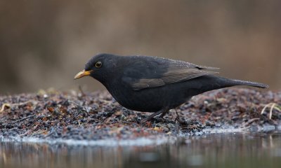 Merel/Blackbird