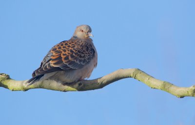 Meenatortel/Oriental Turtle Dove