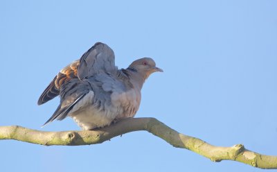 Meenatortel/Oriental Turtle Dove