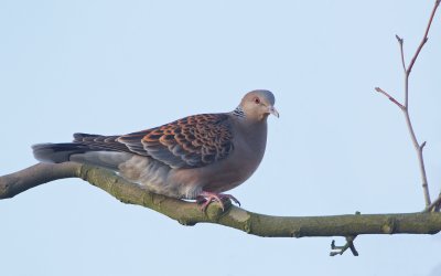 Meenatortel/Oriental Turtle Dove