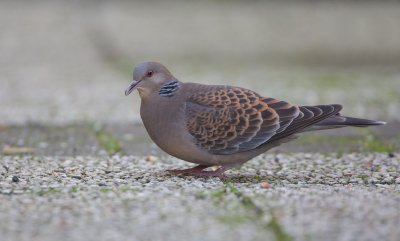 Meenatortel/Oriental Turtle Dove