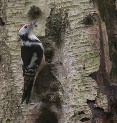 Middelste Bonte Specht/Middle Spotted Woodpecker