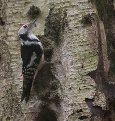 Middelste Bonte Specht/Middle Spotted Woodpecker