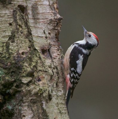 Middelste Bonte Specht/Middle Spotted Woodpecker