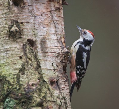 Middelste Bonte Specht/Middle Spotted Woodpecker