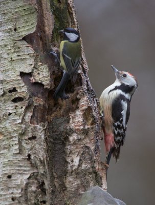 Middelste Bonte Specht/Middle Spotted Woodpecker