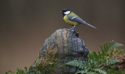 Koolmees/Great Tit