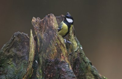 Koolmees/Great Tit