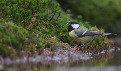 Koolmees/Great Tit
