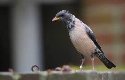 Roze Spreeuw/Rose-coloured Starling