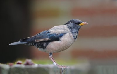 Roze Spreeuw/Rose-coloured Starling