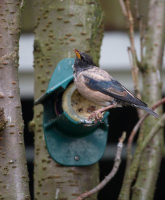 Roze Spreeuw/Rose-coloured Starling