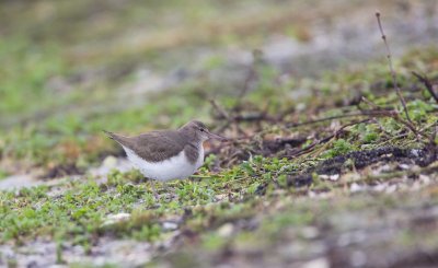 Amerikaanse Oeverloper/Spotted Sandpiper