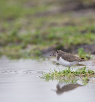 Amerikaanse Oeverloper/Spotted Sandpiper