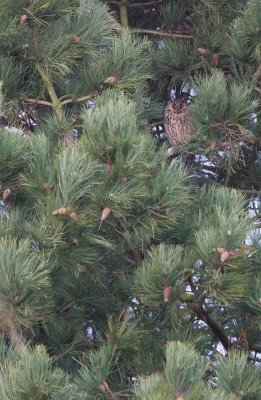 Ransuil/Long-eared Owl