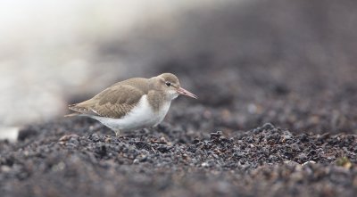 Amerikaanse Oeverloper/Spotted Sandpiper