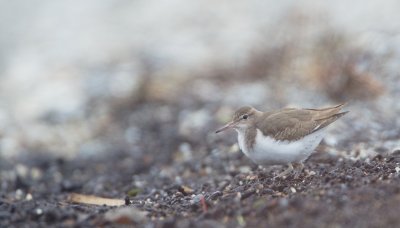 Amerikaanse Oeverloper/Spotted Sandpiper