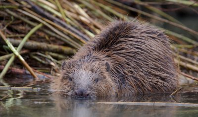 Bever/Beaver 