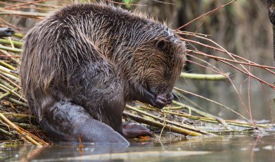 Bever/Beaver 