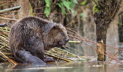 Bever/Beaver 