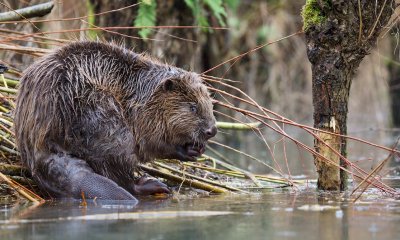 Bever/Beaver 