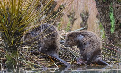 Bever/Beaver 
