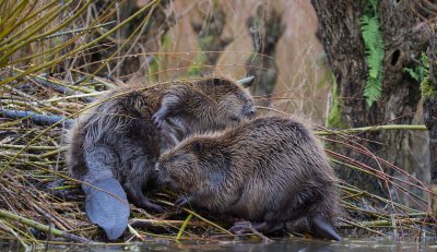 Bever/Beaver 