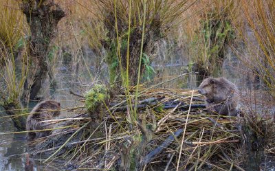 Bever/Beaver 