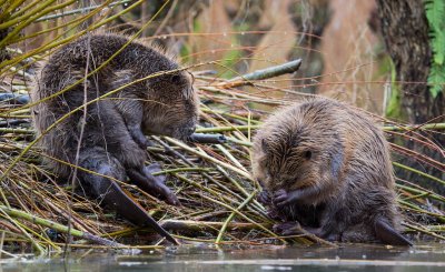Bever/Beaver 