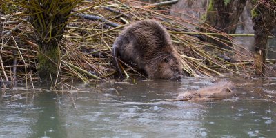 Bever/Beaver 