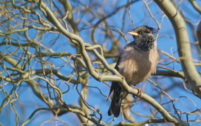 Roze Spreeuw/Rose-coloured Starling