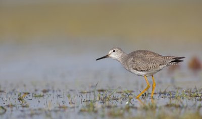 Kleine Geelpootruiter/Lesser Yellowlegs