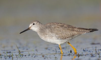 Kleine Geelpootruiter/Lesser Yellowlegs