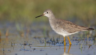 Kleine Geelpootruiter/Lesser Yellowlegs