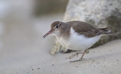 Amerikaanse Oeverloper/Spotted Sandpiper