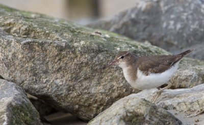 Amerikaanse Oeverloper/Spotted Sandpiper