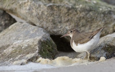 Amerikaanse Oeverloper/Spotted Sandpiper