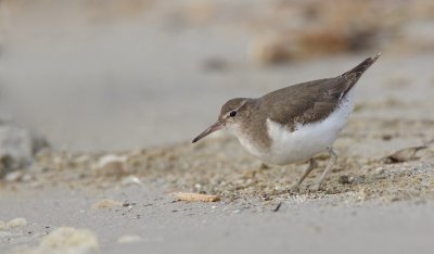 Amerikaanse Oeverloper/Spotted Sandpiper