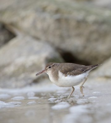 Amerikaanse Oeverloper/Spotted Sandpiper