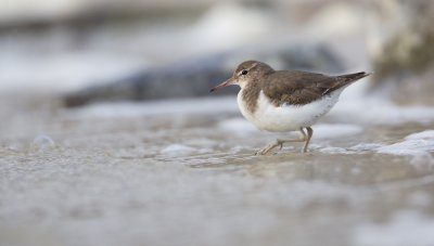 Amerikaanse Oeverloper/Spotted Sandpiper