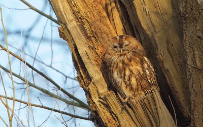 Bosuil/Tawny Owl